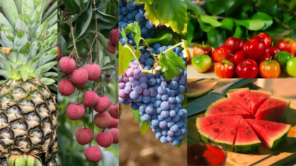 frutas-2385 frutas-2385