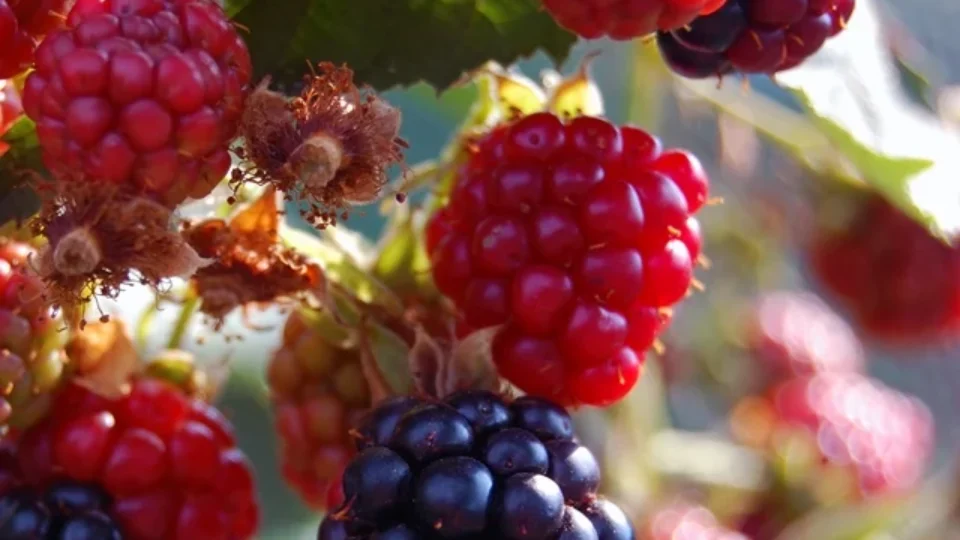 beneficios-da-amora-960x540