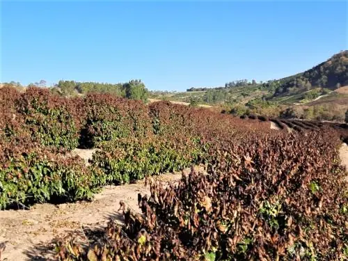 cafe-1949191 cafe-1949191