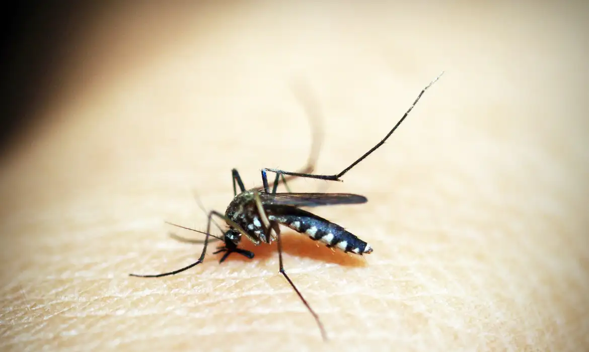 dengue-1548947