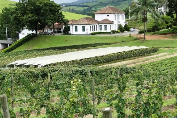 Epamig lança vinho rosé Epamig lança vinho rosé