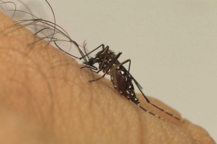 Dengue deixa Uberlândia em emergência Dengue deixa Uberlândia em emergência