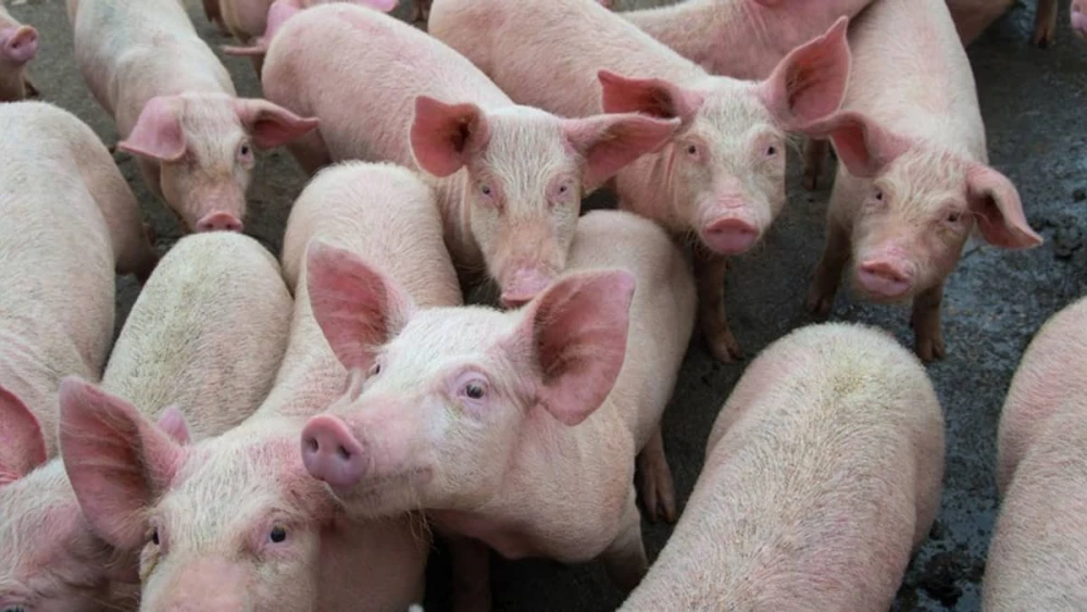 porco-523825823-suino porco-523825823-suino