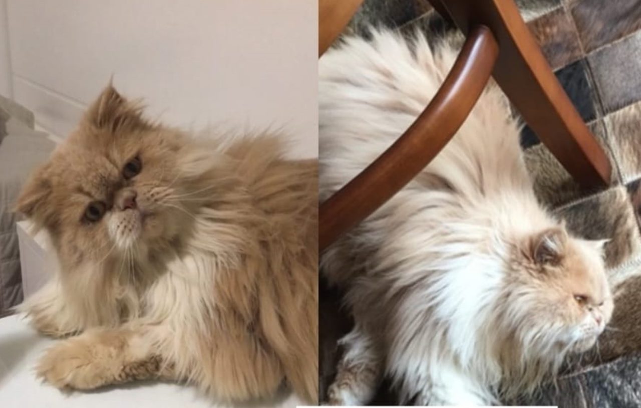 Captura de tela 2025-03-10 153751