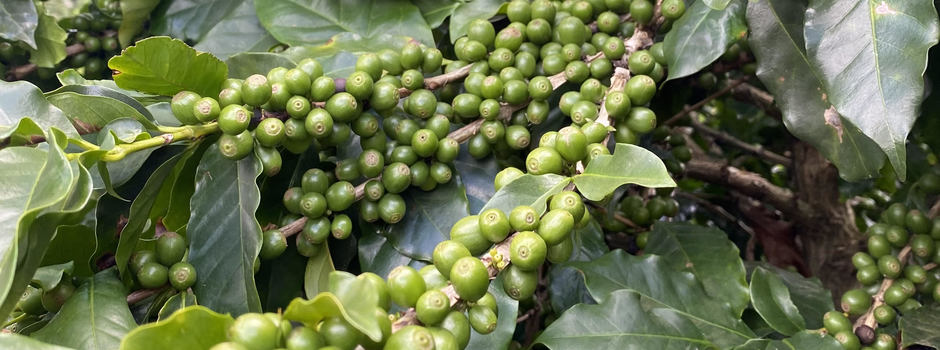 cafe-coffee_-_Vanessa_Figueiredo cafe-coffee_-_Vanessa_Figueiredo