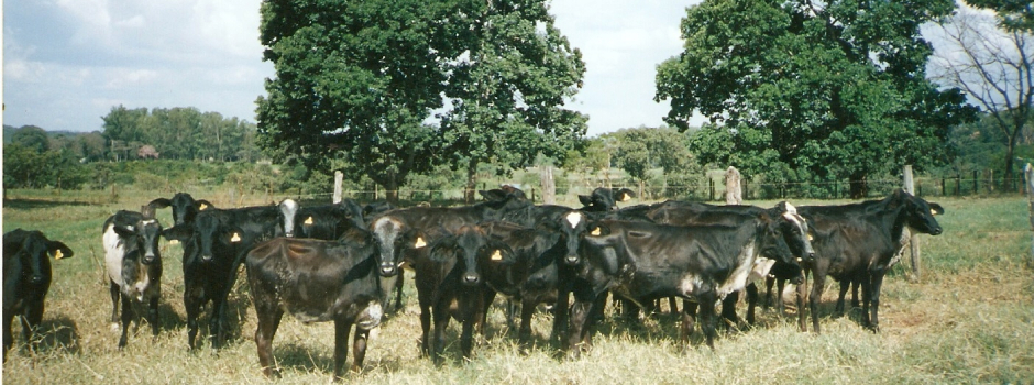 gado_vaca_31294 gado_vaca_31294