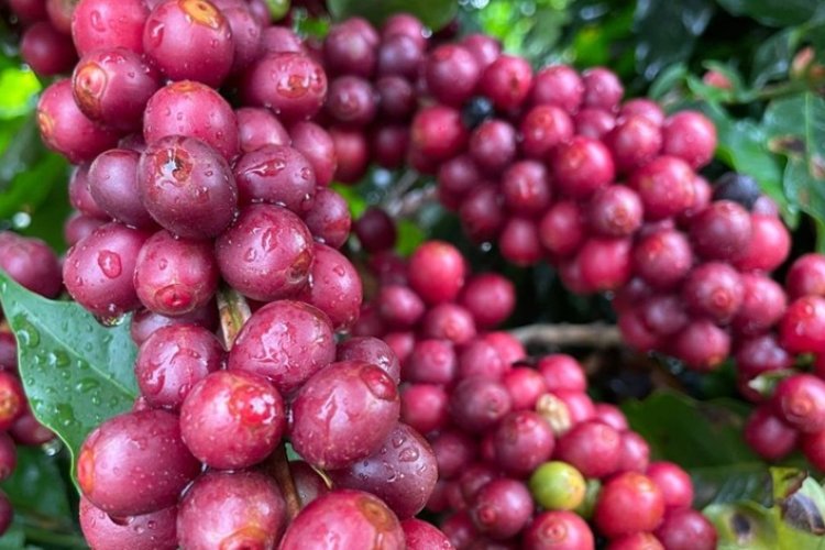 Balança de Minas tem superávit Balança de Minas tem superávit