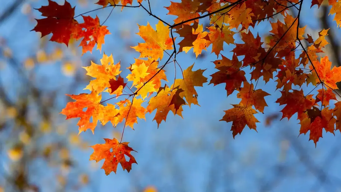 outono-83414c830a5f7b outono-83414c830a5f7b