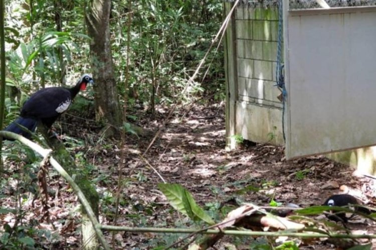 Parque do Rio Doce recebe jacutingas