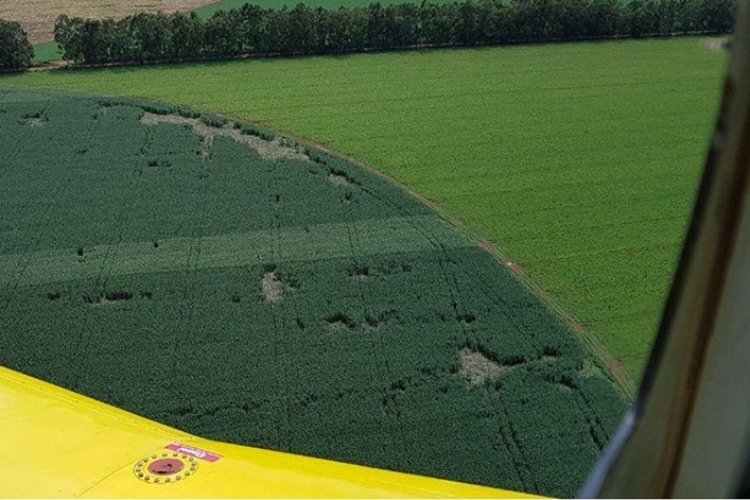 Javalis destroem lavouras em MG Javalis destroem lavouras em MG