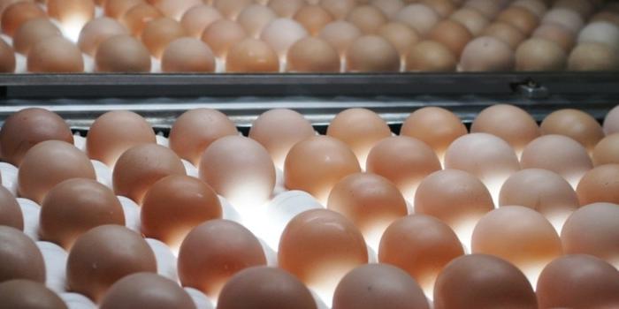 ovo-529258 ovo-529258