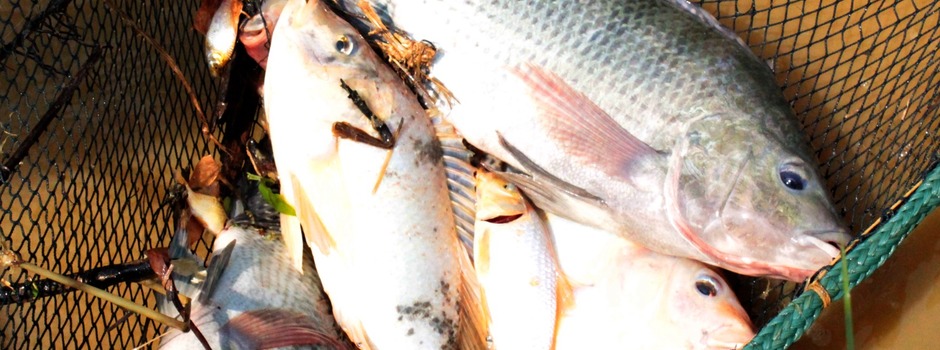 tilapia_2025-04-16_at_15.41.00