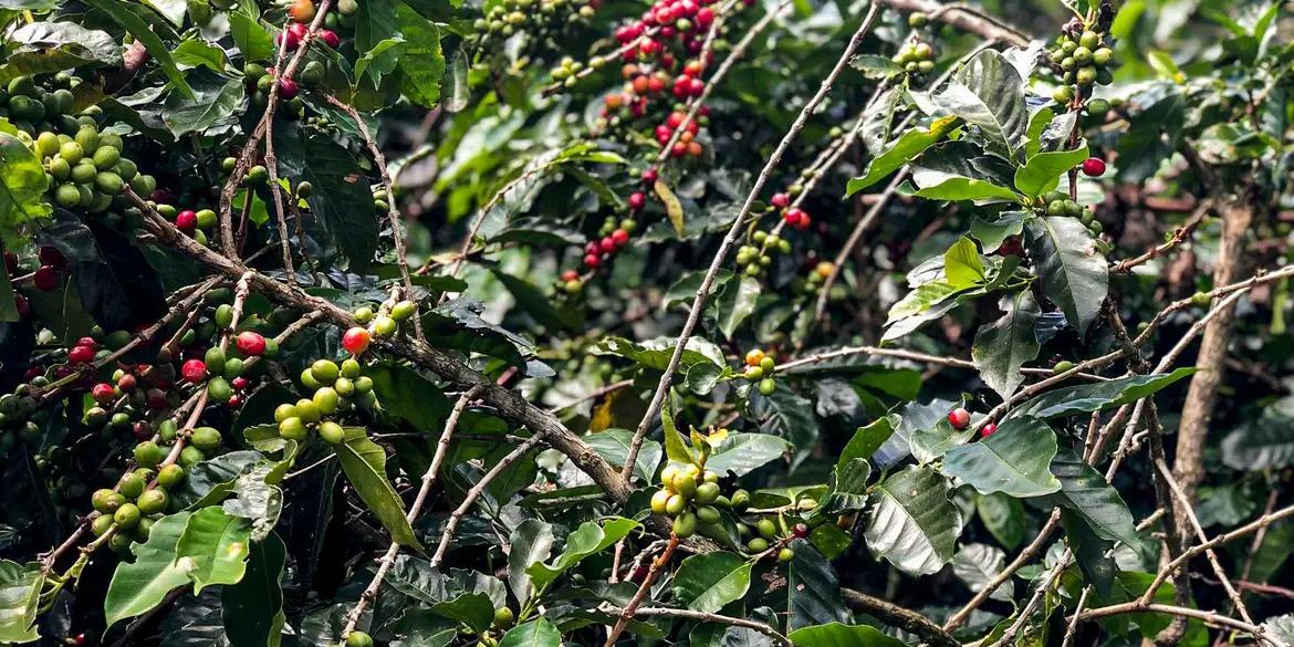 cafe-coffee-23595238 cafe-coffee-23595238