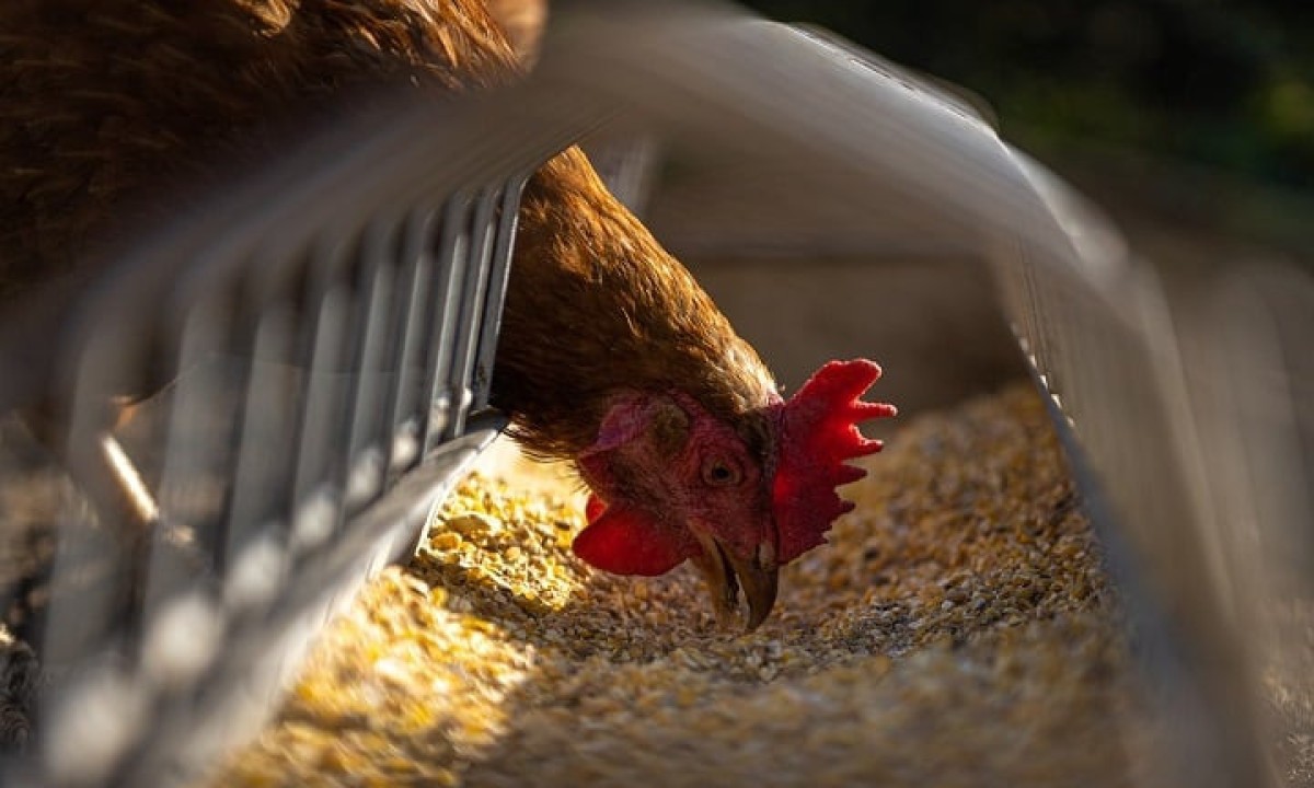 galinha-2357 galinha-2357