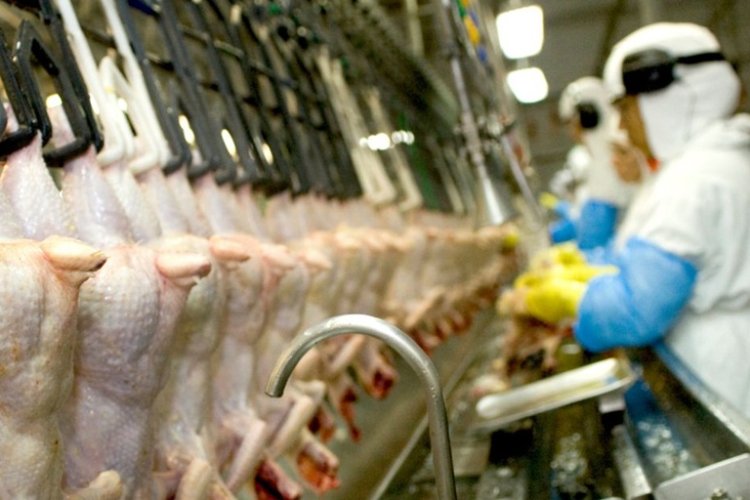 Duas suspeitas de aviária em MG