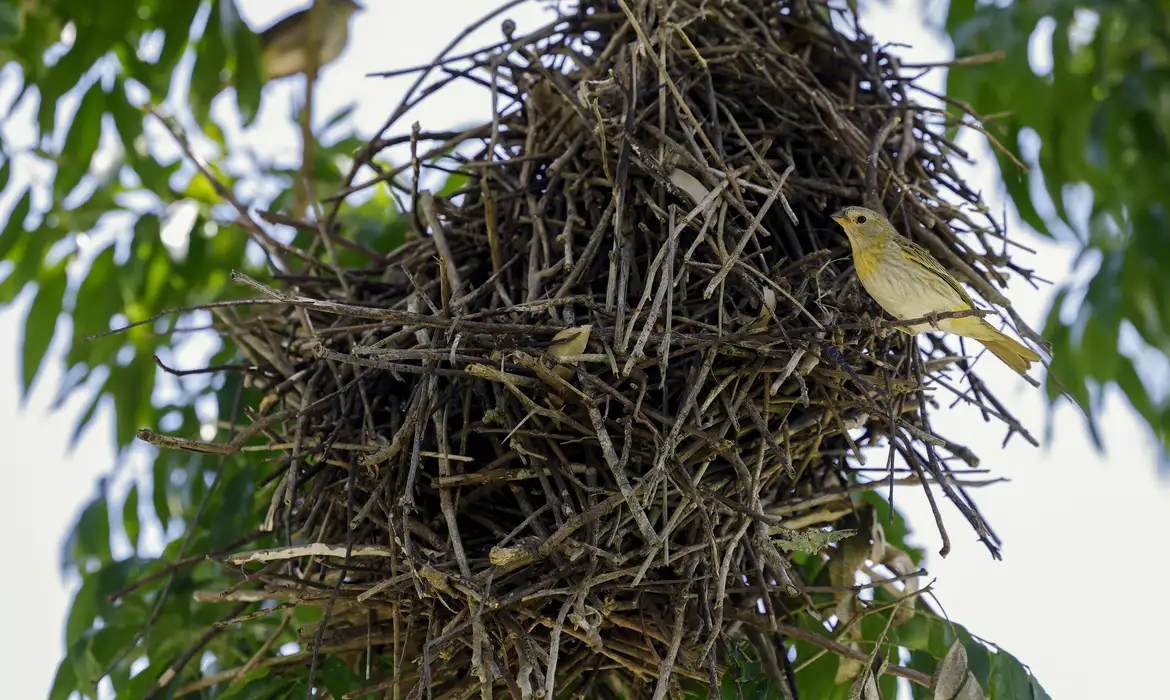 passaro-floresta_d6a4231-2b passaro-floresta_d6a4231-2b