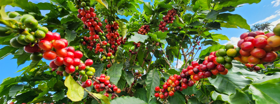 coffee_cafe_cafeicultura_20240401_160738_(1)a