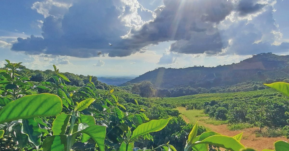 fazenda-cafeeira-varginha-cafe-coffee-cafeicultura-5 fazenda-cafeeira-varginha-cafe-coffee-cafeicultura-5