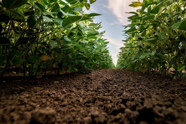 Crédito rural cai 5% em MG