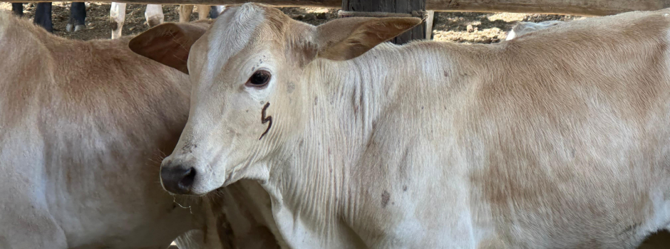 vaca_gado_82357 vaca_gado_82357