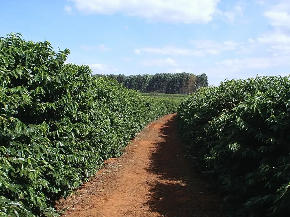 cafe-coffee-1754cafb765e0d cafe-coffee-1754cafb765e0d