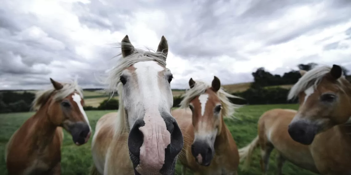 cavalos-5372098_1280-1140x570