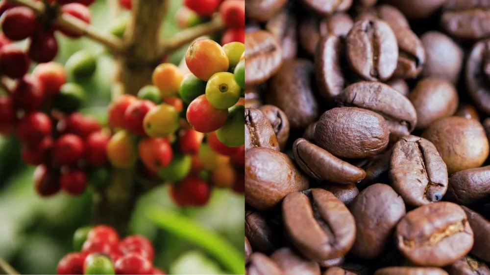 coffee-cafe-2595282678352 coffee-cafe-2595282678352