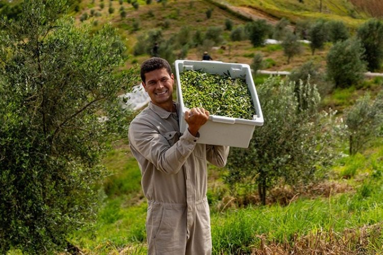 Azeite mineiro é 3º melhor do mundo Azeite mineiro é 3º melhor do mundo