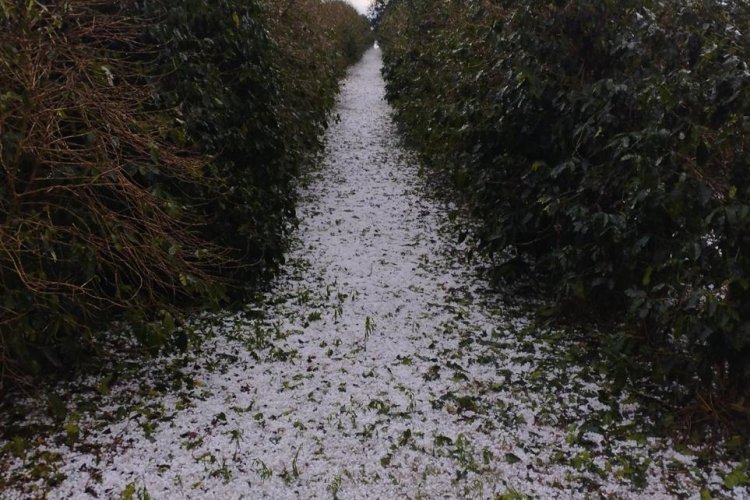 Sistema Faemg Senar orienta produtores afetados por granizo Sistema Faemg Senar orienta produtores afetados por granizo