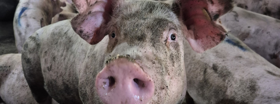 AcervoIMA-suinosplano