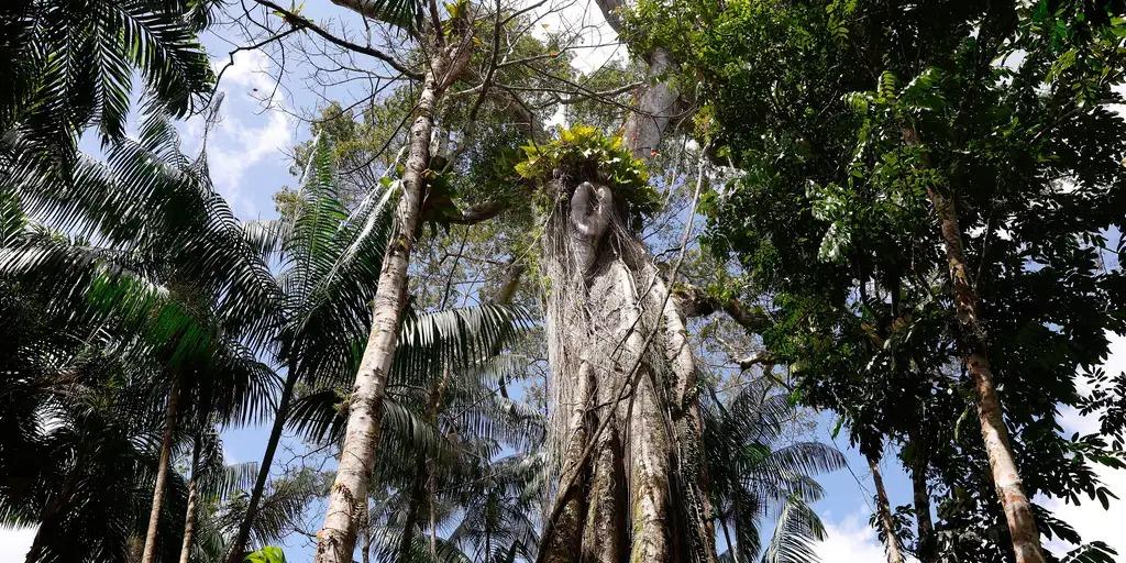 floresta-meio-ambiente-6489