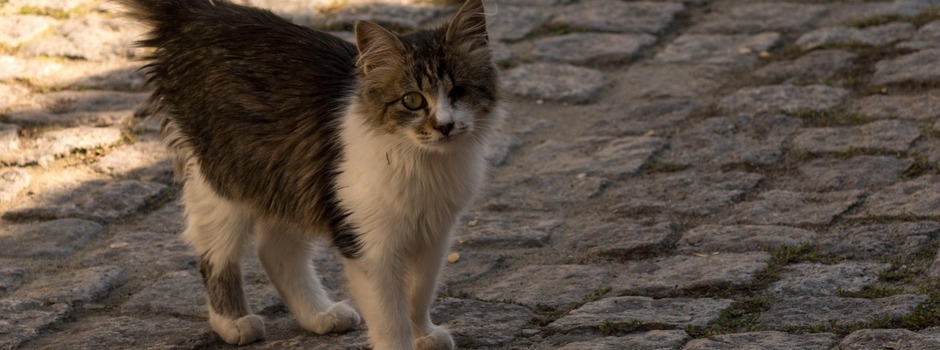 gato_2025-08-27_at_11.50.53 gato_2025-08-27_at_11.50.53