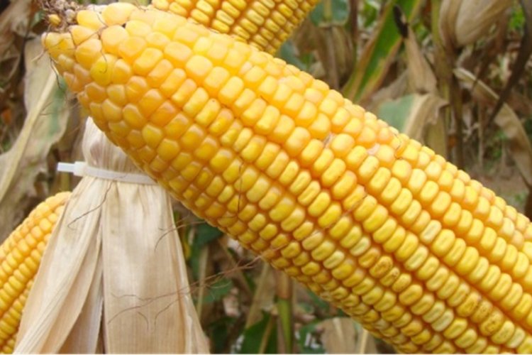 Triângulo se destaca na produção de milho