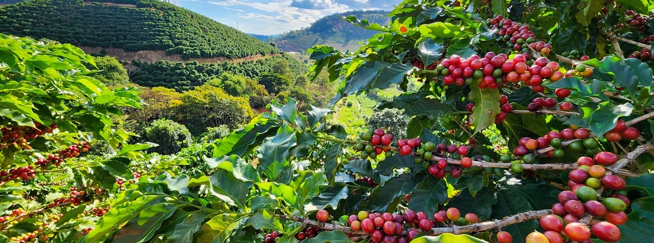 CAfé_Diego_Vargas_Seapa_coffee(2) CAfé_Diego_Vargas_Seapa_coffee(2)