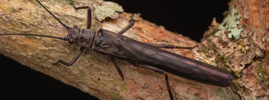 Guaranyperla_puri_Frederico_Falcão_Salles__(3) Guaranyperla_puri_Frederico_Falcão_Salles__(3)