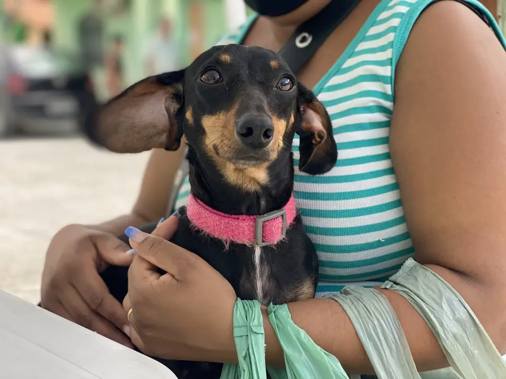 cachorro-88d8a682af3d44