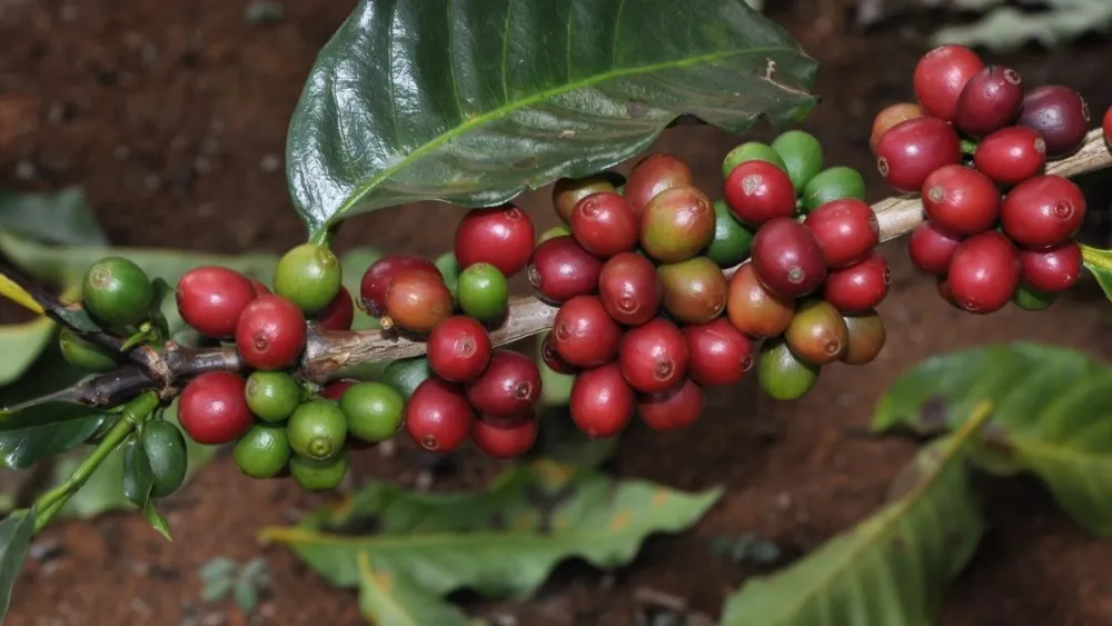 cafe-coffee-33332 cafe-coffee-33332