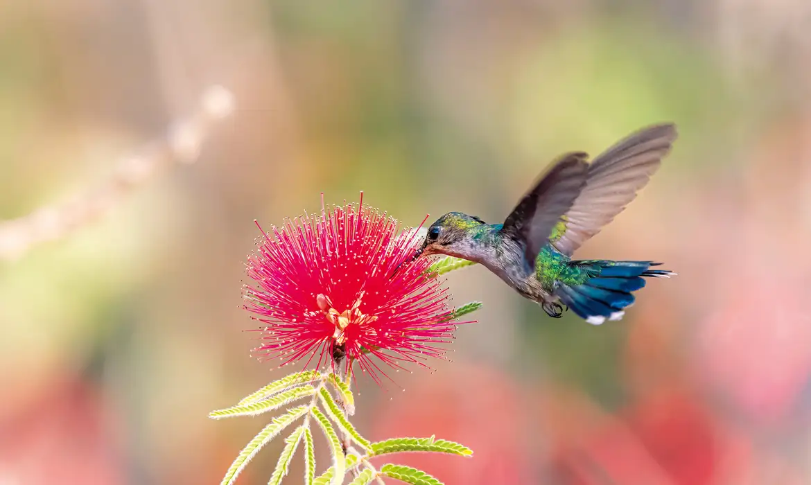 calliandra_dysantha_thalurania_furcata