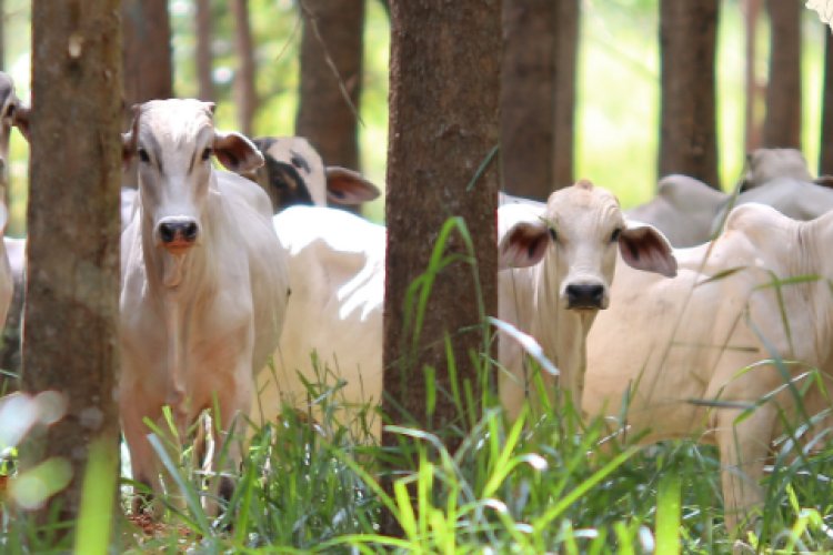 Sistema Faemg Senar lança Informativo de Pecuária de Corte