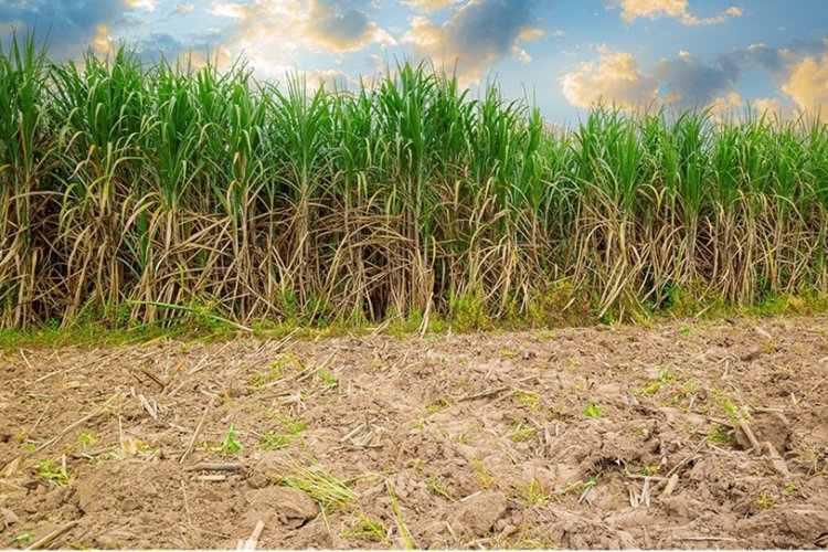 Valor da produção agrícola cresce em Minas Valor da produção agrícola cresce em Minas