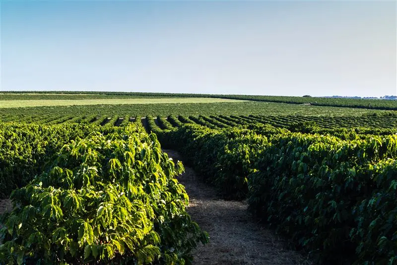 cafe-agro-lavoura-safra-1590de761dc54d cafe-agro-lavoura-safra-1590de761dc54d