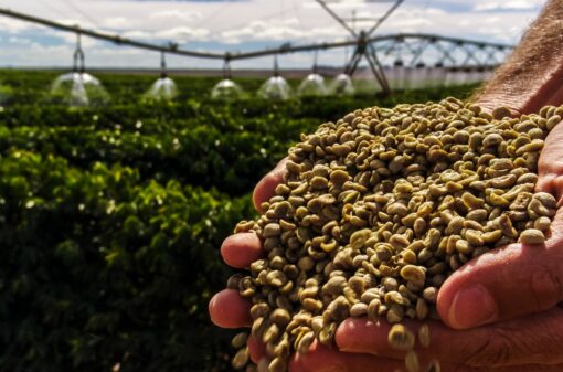 cafe-cafeicultura-6438 cafe-cafeicultura-6438