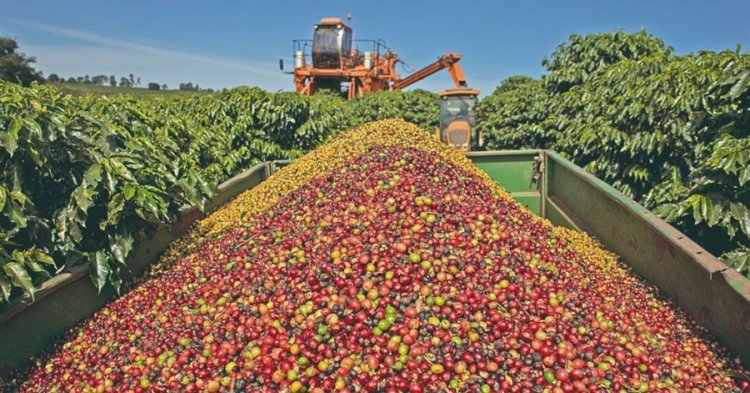 coffee_750x_68bc59c324417