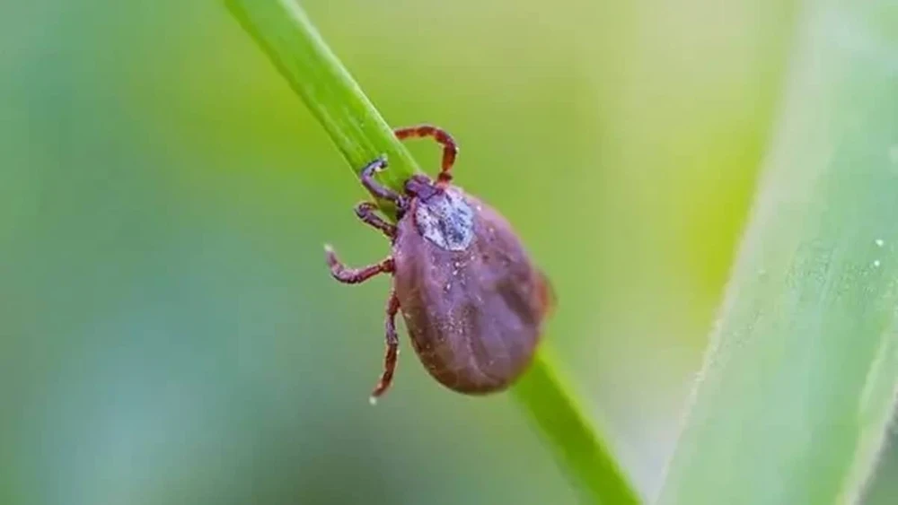 febre-maculosa-23875537 febre-maculosa-23875537