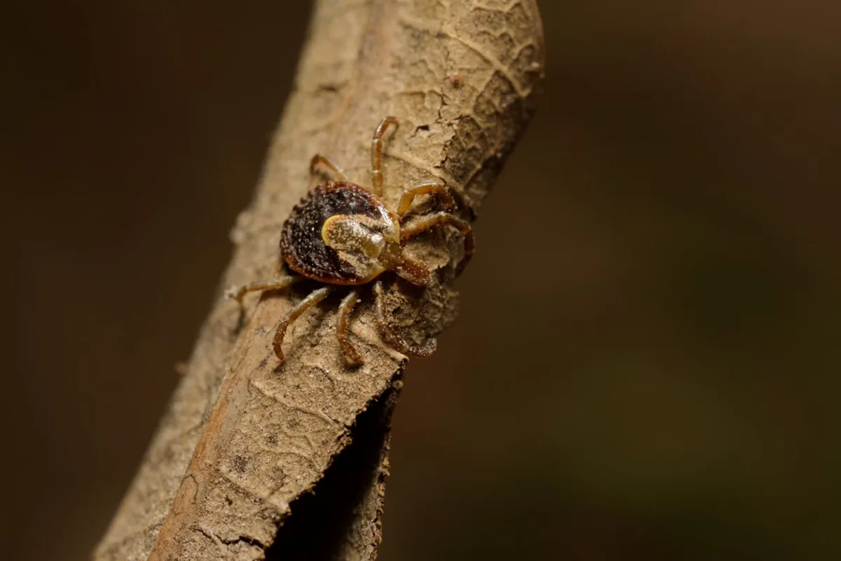 febre-maculosa-389d2da2e5a015