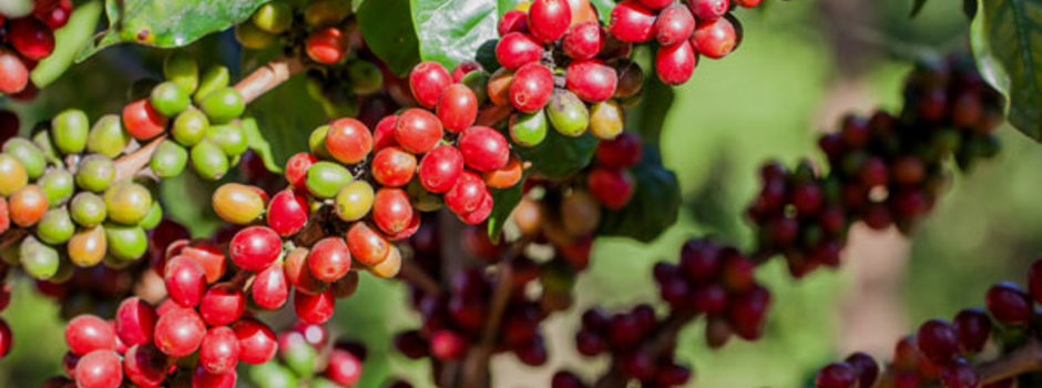 thumbnail_Cafe_lavoura