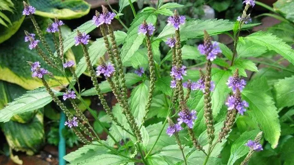 verbena_verbena_officinalis_-960x540