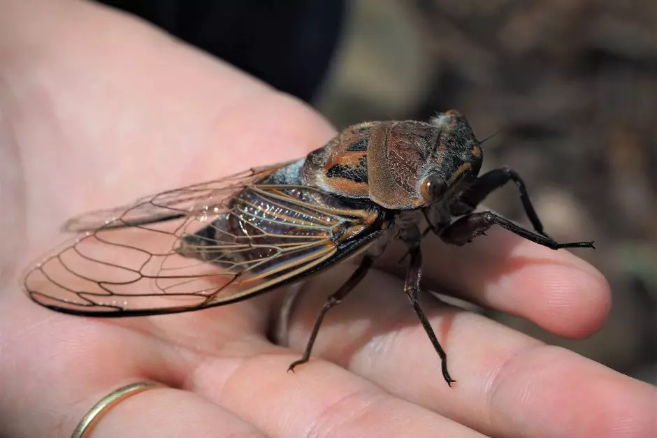 cigarras-(2)-ubryd8seatdl cigarras-(2)-ubryd8seatdl