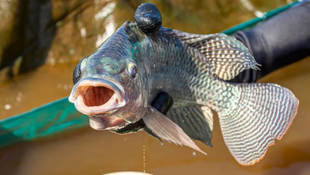 peixe-tilapia-123587