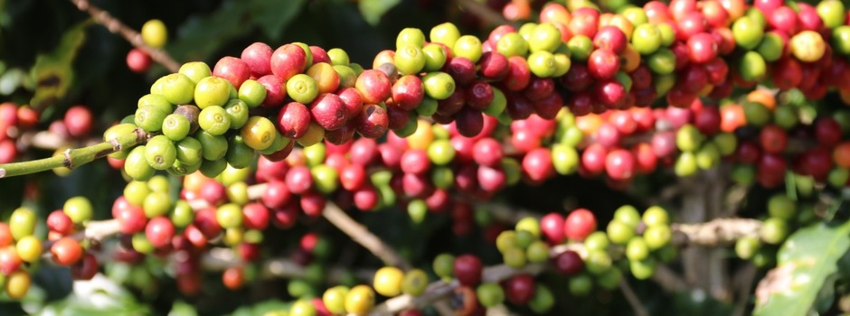 coffee_cafe_2025-12-03_at_11.12.23 coffee_cafe_2025-12-03_at_11.12.23